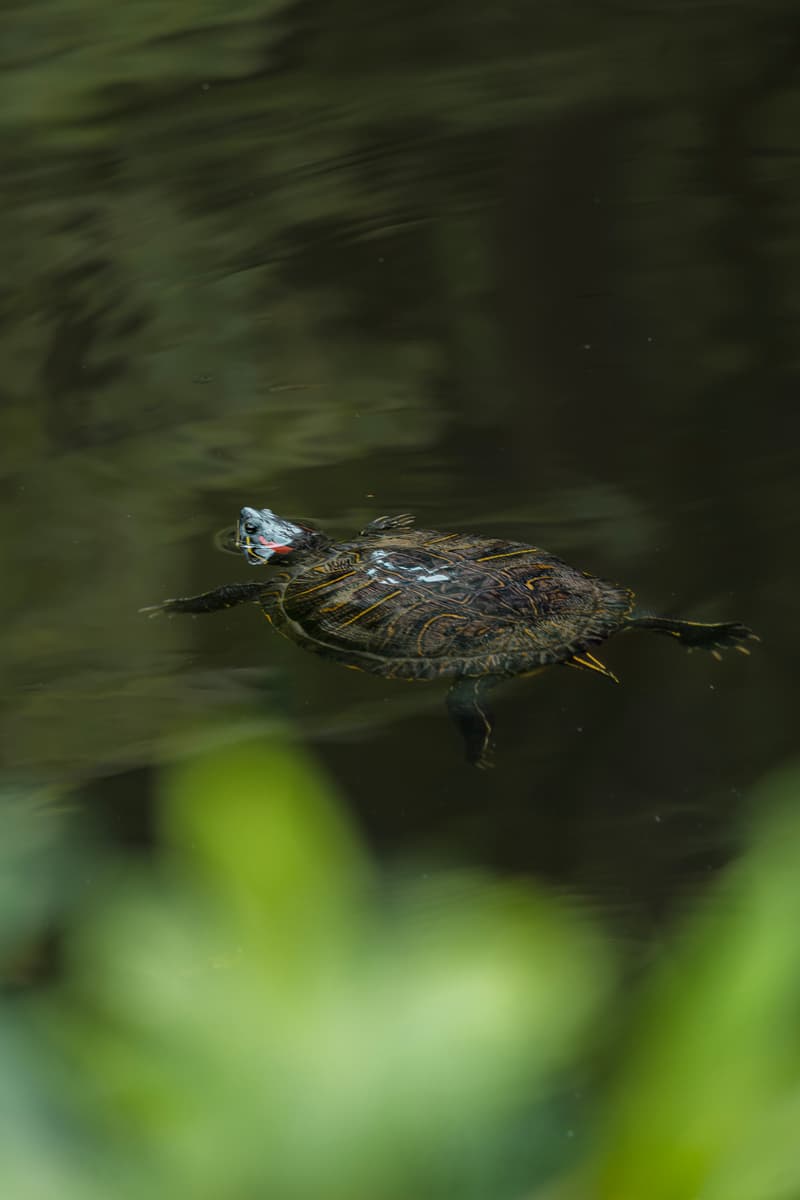 Turtle. Kyoto, Japan.