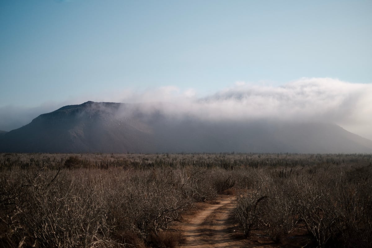 Road. Todos Santos, México.