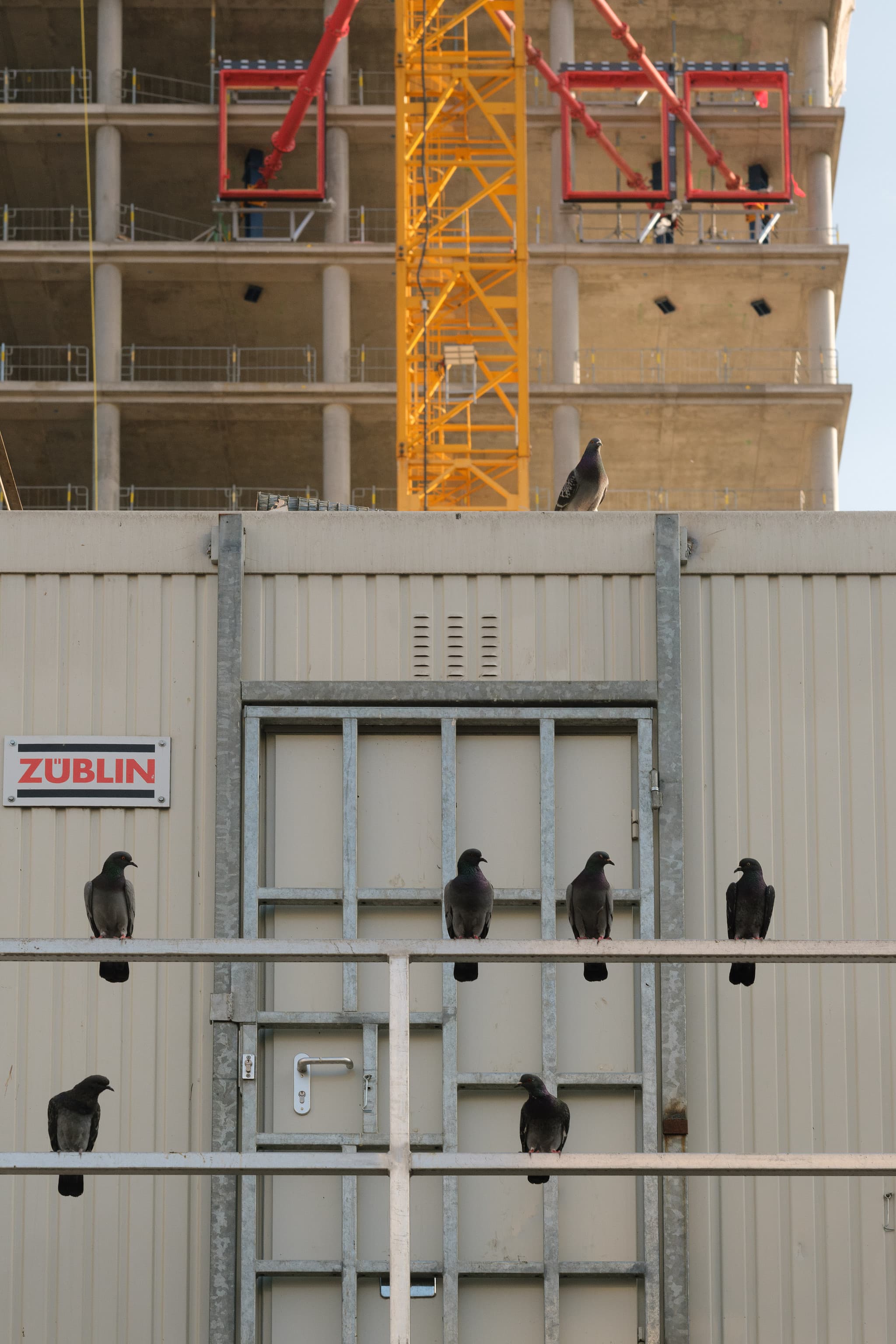 Some Pigeons. Berlin, Germany.