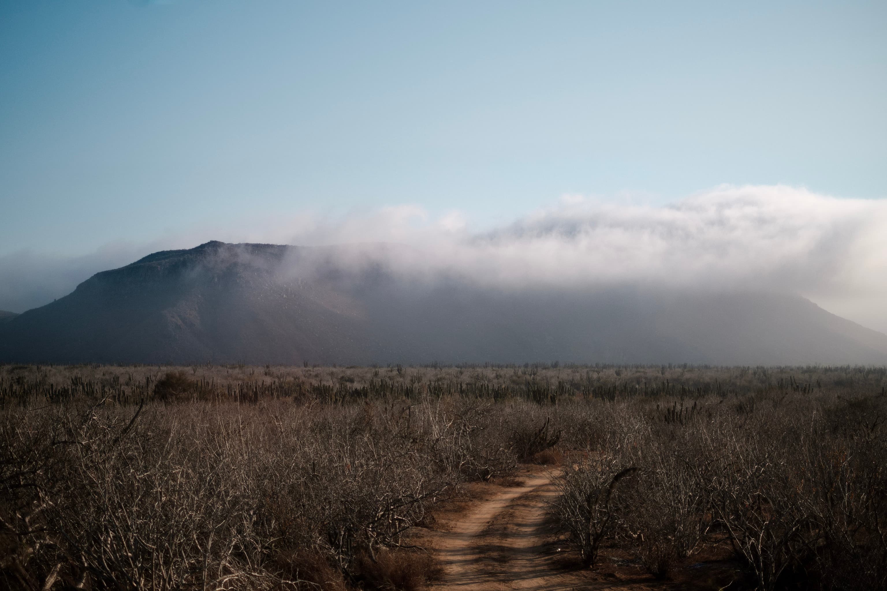 Road. Todos Santos, México.